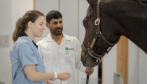 dubai-equine-hospital-18-of-71_resize