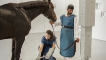 dubai-equine-hospital-21-of-71_resize