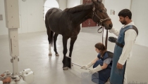 dubai-equine-hospital-22-of-71_resize