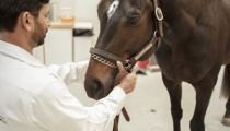 dubai-equine-hospital-27-of-71_resize