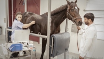 dubai-equine-hospital-29-of-71_resize