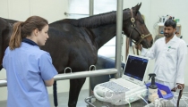 dubai-equine-hospital-30-of-71_resize