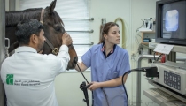 dubai-equine-hospital-32-of-71_resize