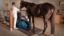 dubai-equine-hospital-39-of-71_resize