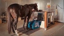 dubai-equine-hospital-40-of-71_resize