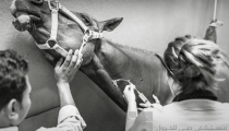 dubai-equine-hospital-53-of-71_resize