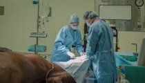 dubai-equine-hospital-63-of-71_resize